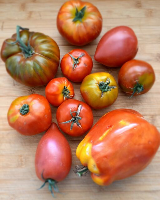 RETOUR DU MARCHÉ 🍅
Il y a quelques semaines, j'ai découvert un petit maraîcher local sur le marché à 2 pas de chez moi. Il vend des tomates... au bon goût de tomate ! Hé oui, plus si simple à trouver dans le commerce de nos jours 😨 !!!
Celles-ci sont locales, mûres juste comme il faut, bien charnues et issues de variétés anciennes ! 
On adore leur look "authentique", non standardisé ! 
Et franchement, à 1.50€/kg (oui oui vous avez bien lu 🧐), j'en remplis mon panier tous les samedis matin.
Les tomates, c'est quand même le légume chouchou de l'été. Et c'est trop pratique ! Pas besoin de beaucoup de préparation. Un peu de sel, un filet d'huile d'olive, une feuille de basilic (du balcon), et hop c'est prêt !

Pour les petits normands qui veulent en savoir plus :
https://www.jardin-d-etienne.fr

A bientôt 😊

#alimentationsaine #mangerlocal #summer #food #tomate #healthy #jaimelouviers